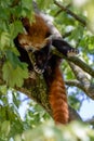 Red Panda Sleeping in Tree