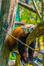 Red panda sleeping on a tree in the schonbrunn tiergarten...IMAGE