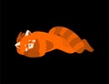 Red panda sleeping. Wild animal asleep emotions. Beast. Vector illustration