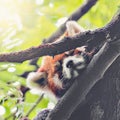 Red Panda sleeps on the tree.