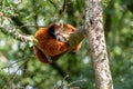 Red panda sleeps in a tree