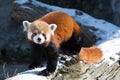 Red panda in the snow