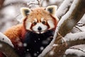 Red panda in snow covered tree