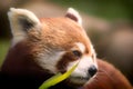 Red Panda. Soft feel nature image of gentle lovable animal with