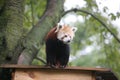 Red panda