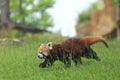 Red panda