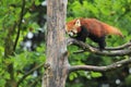 Red panda