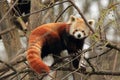 Red panda