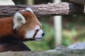 Red Panda in Toronto ZOO Royalty Free Stock Photo