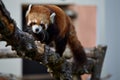 Red Panda On A Tree