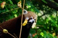 Red panda on a tree