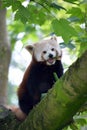 Red panda on tree branch Royalty Free Stock Photo