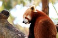 Red panda on a tree branch Royalty Free Stock Photo