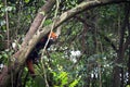 Red panda in the tree in Chengdu China Royalty Free Stock Photo