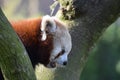 Red Panda Close Up in profile with mouth open