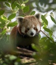 a red panda Royalty Free Stock Photo