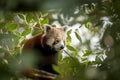 a red panda Royalty Free Stock Photo