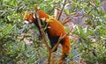 Red panda on tree Royalty Free Stock Photo