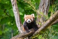 Red panda in the trees, eating bamboo leaves in the Karlsruhe Zoo in Germany Royalty Free Stock Photo