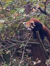 Red panda up a tree