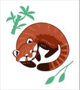 Red panda vector illustration. Royalty Free Stock Photo