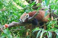 Red panda. Vienna Zoo. Austria