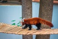 Red panda walking across a bridge in an enclosure at the John Ball Zoo in Grand Rapids Michigan Royalty Free Stock Photo