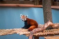 Red panda walking across a bridge in an enclosure at the John Ball Zoo Royalty Free Stock Photo