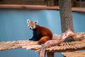 Red panda walking across a bridge in an enclosure Royalty Free Stock Photo