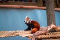 Red panda walking across a bridge Royalty Free Stock Photo