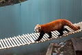 Red panda walking across a bridge Royalty Free Stock Photo