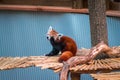 Red panda walking across a bridge at the zoo Royalty Free Stock Photo