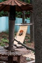 Red panda walking across a bridge at the zoo Royalty Free Stock Photo