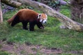 Red Panda Walking Royalty Free Stock Photo