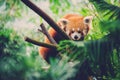 Red Panda walking along a bamboo tree Royalty Free Stock Photo