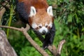 Red Panda walking along a branch Royalty Free Stock Photo