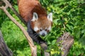 Red Panda walking along a branch Royalty Free Stock Photo