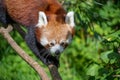 Red Panda walking along a branch Royalty Free Stock Photo