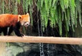 Red Panda Walking on log Side View