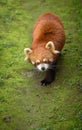 Red panda walking Royalty Free Stock Photo