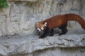 Red Panda walking on a rock shelf