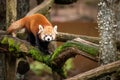 Red panda walking on the tree