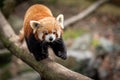 Red panda walking on the tree