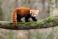 Red panda walking on the tree Royalty Free Stock Photo