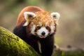 Red panda walking on the tree in the forest