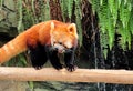Red panda walking on the tree with green leaves. Red panda bear animal kingdom Royalty Free Stock Photo