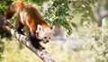 Red Panda Wild Animal Walking Down Tree Limb Royalty Free Stock Photo