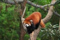 Red Panda at Zoo Royalty Free Stock Photo