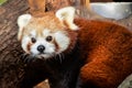 Red Panda Royalty Free Stock Photo