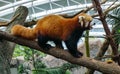 Red panda Royalty Free Stock Photo